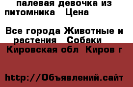 палевая девочка из питомника › Цена ­ 40 000 - Все города Животные и растения » Собаки   . Кировская обл.,Киров г.